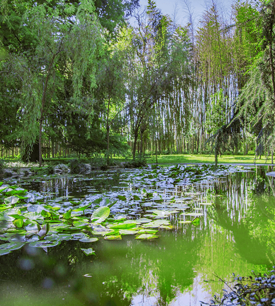 gallery-image